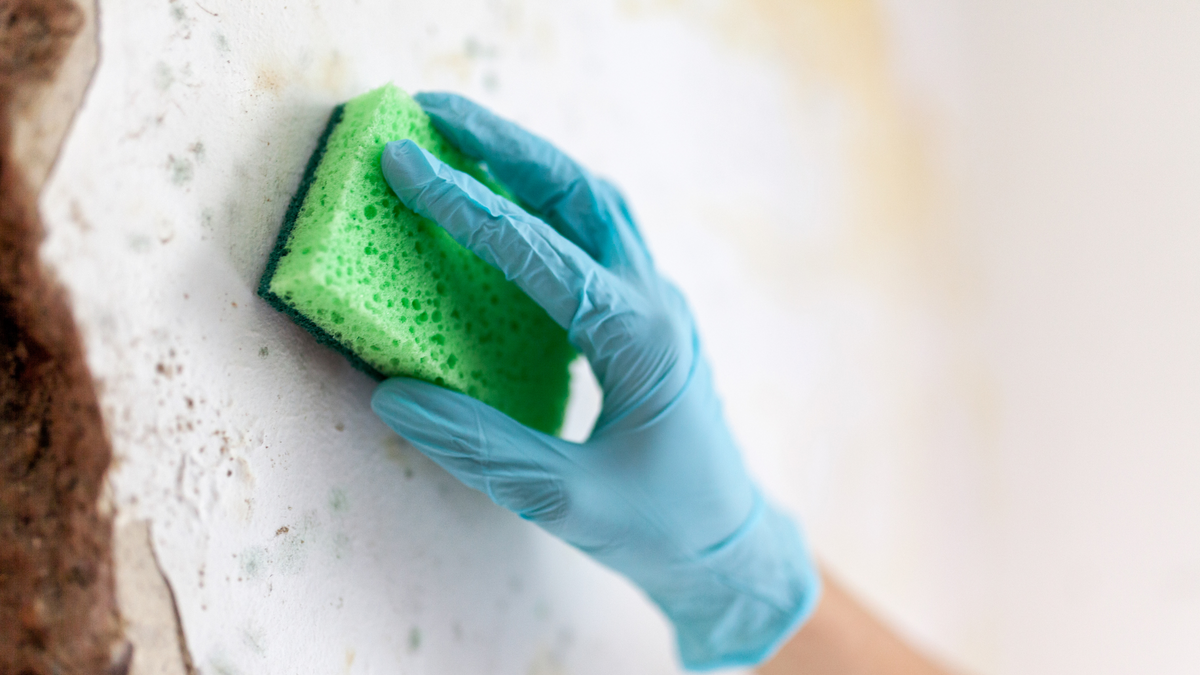 The Hidden Dangers of Household Mold and How to Keep It Out of Your Home