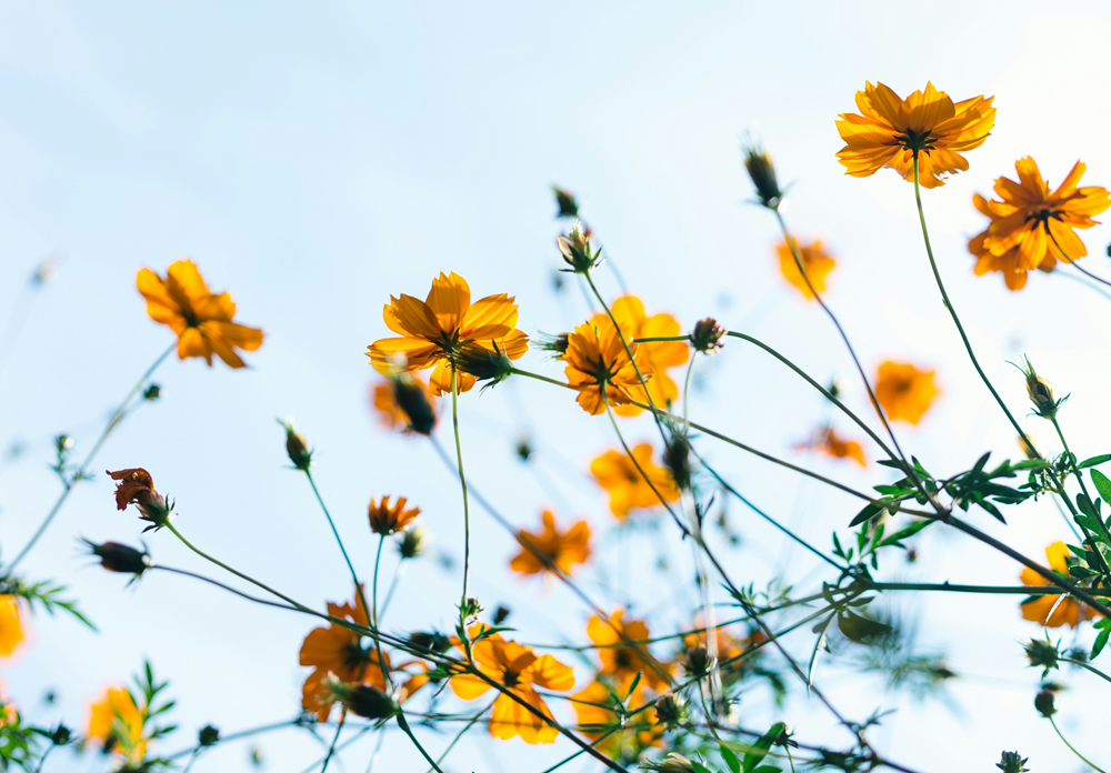 Happy Spring!🌸  Here is an Ultimate Room-by-Room Deep Clean Checklist for Your Spring Cleaning