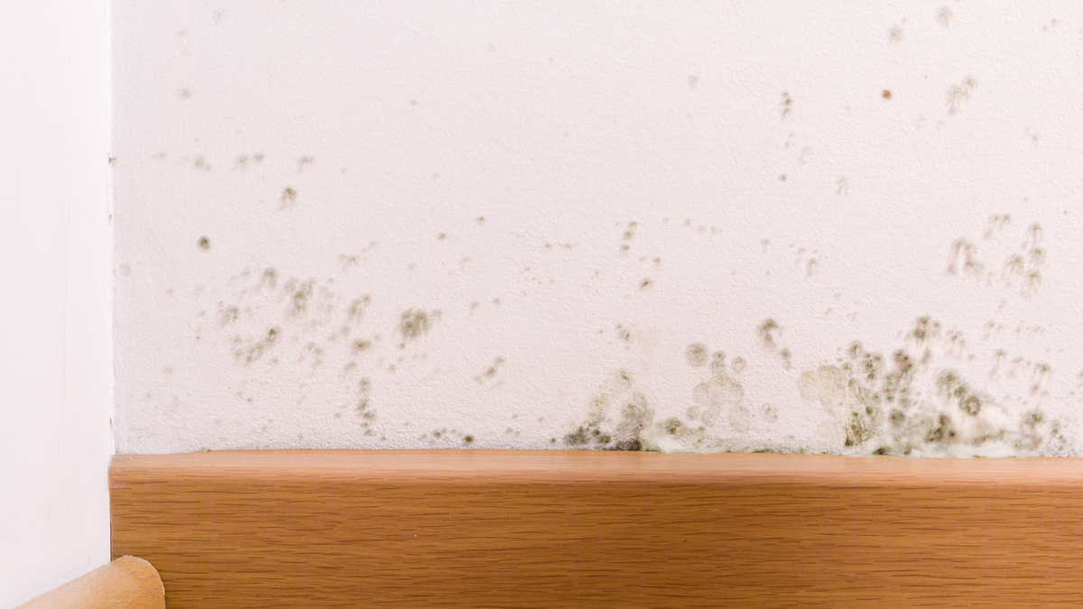 3 Tips For Household Mold Prevention Recommended by Professional Cleaners