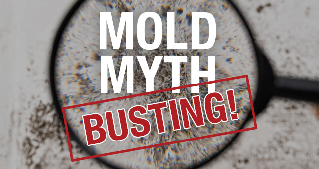 Mold Myth Busting: 4 Mold Stain Removal Myths (And What Actually Works)
