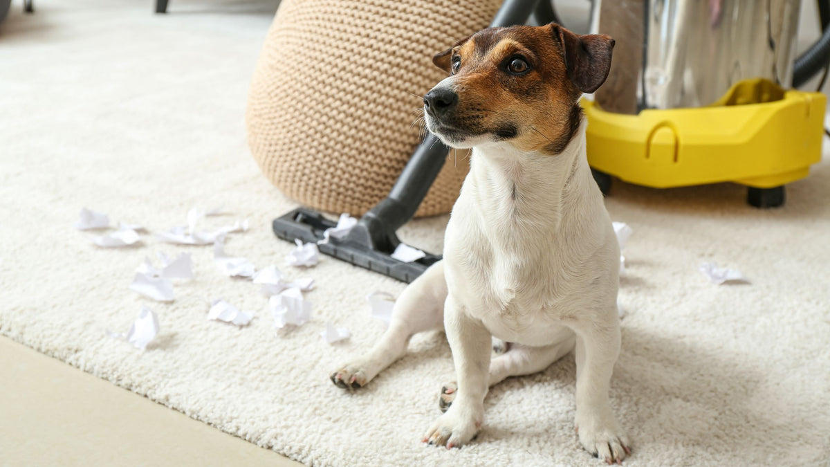 What Cleaners Are Safe to Use Around Pets? (3 High-Quality Products)